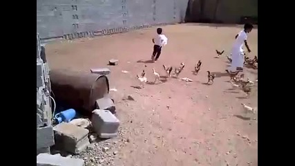 Гладни кокошки гонят дете