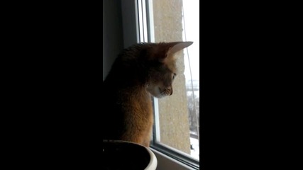 Cat talking to bird