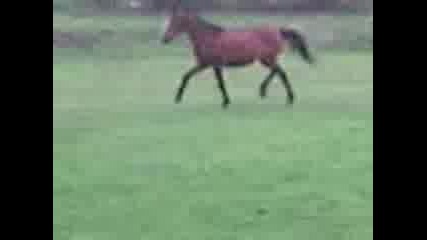 Mov00002 