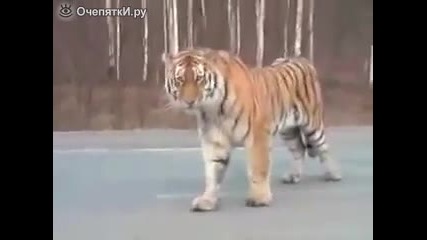 Да те спре тигър на пътя • Смях
