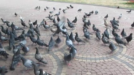 My pigeons