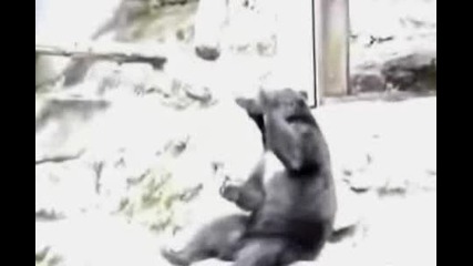 Нинджа - Мечка