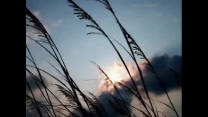 Summer Wind - Relaxing, soothing music