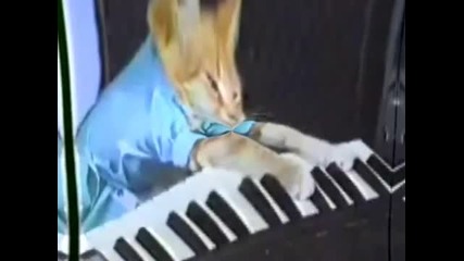 Dubstep Keyboard Cat 