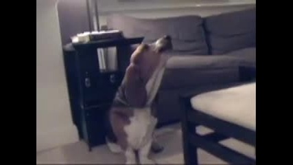 Талант Като Эа Animal Idol