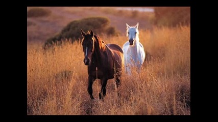 Alexander Rybak - 13 Horses(превод) 