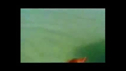 куче напада акула 