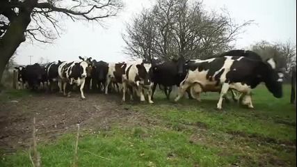 Щастливи крави