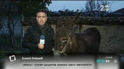 Вълци нападнаха и изядоха 20 коня - Здравей, България