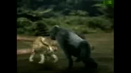 Gorilla_vs_leopard