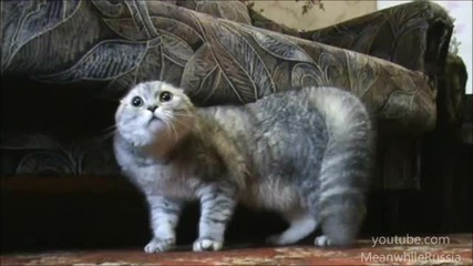No-no-no-no - Говореща котка :d