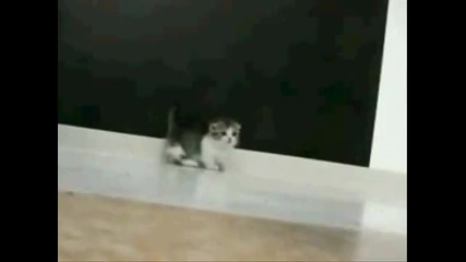 Сладурско коте - позира