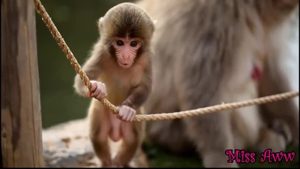 Игриво Бебе Маймунка