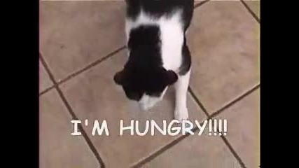 Котката е гладна-(смях)