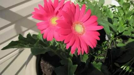 My Garden flowers for you
