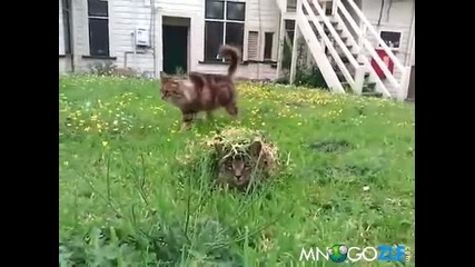Маскирано Коте