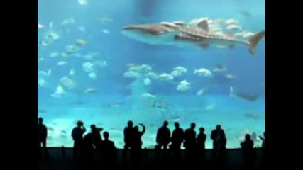 Невероятно Най - Голямата Акула Отглеждана В Аквариум
