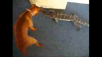 Puppy Meets Monitor Lizard