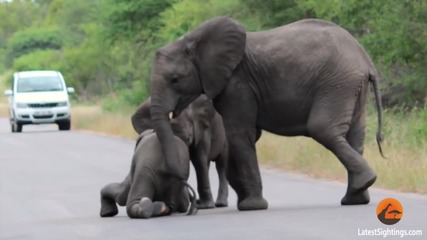 Малко слонче припада, а други две животни му помагат с хоботите си да стане и да продължи.