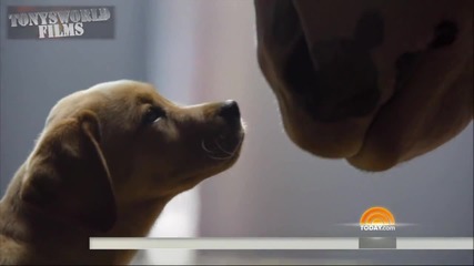 Силата на Обичта на едно Куче! - New - Budweiser Puppy Love Super Bowl 2014 Commercial