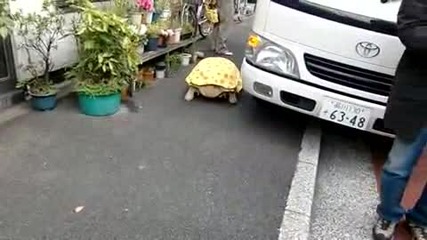 Е това е нeвиждaнo нещо