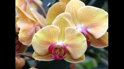 A gift of beautiful orchids