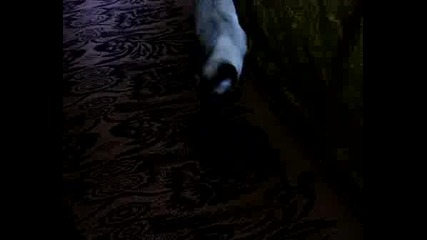 My Cute Emo Kitten Kiko