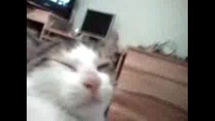 Коте