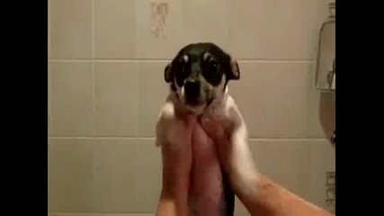 Куче си мисли че още плува