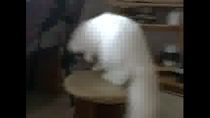 samii 