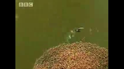Мравки създават жива лодка по река Амазонка. 