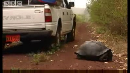Tourist killers - Bbc Environment