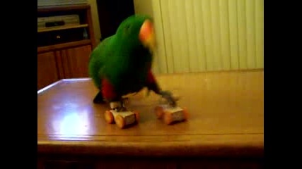 Папагал кара ролкови кънки 