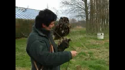 Love for Birds of Prey 