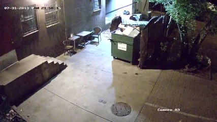 Мечка краде кофа за боклук!
