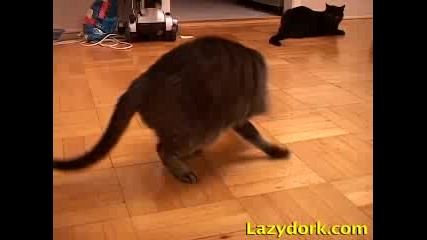 Котка си гони опашката