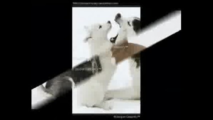 Siberian Husky