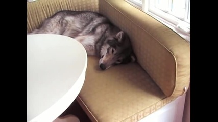 Голям вълк се излежава на дивана в кухнята и съжителства с немска овчарка.