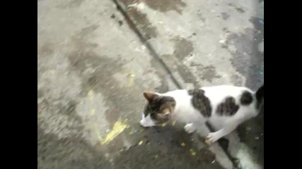 Три Котки,много Сладки