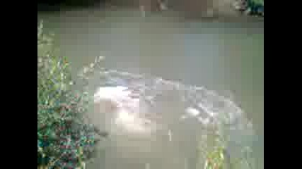 rupci panega| - - - -