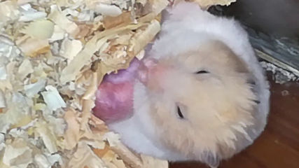 Funny hamsters