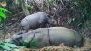 Заснеха бебе от застрашения вид явански носорог в Индонезия (ВИДЕО)
