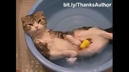 Котки и вода неочаквано смешна компилация