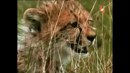 Enciklopediq na jivotnite - Leopard 
