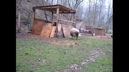 тази овца се мисли за куче
