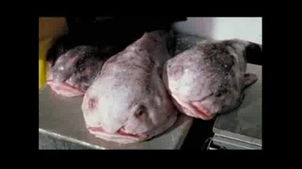 Морски Екземпляри!!! Трябва да се види 