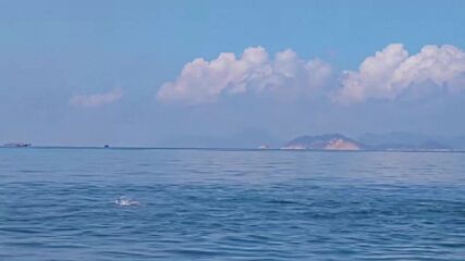 Заснеха стадо редки бели делфини край китайски острови
