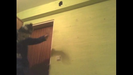 Harlem Shake 2