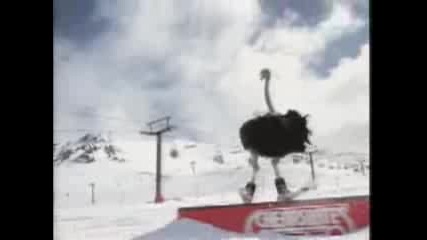 Щраус на ски