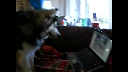 Куче Се Гледа На Лаптоп